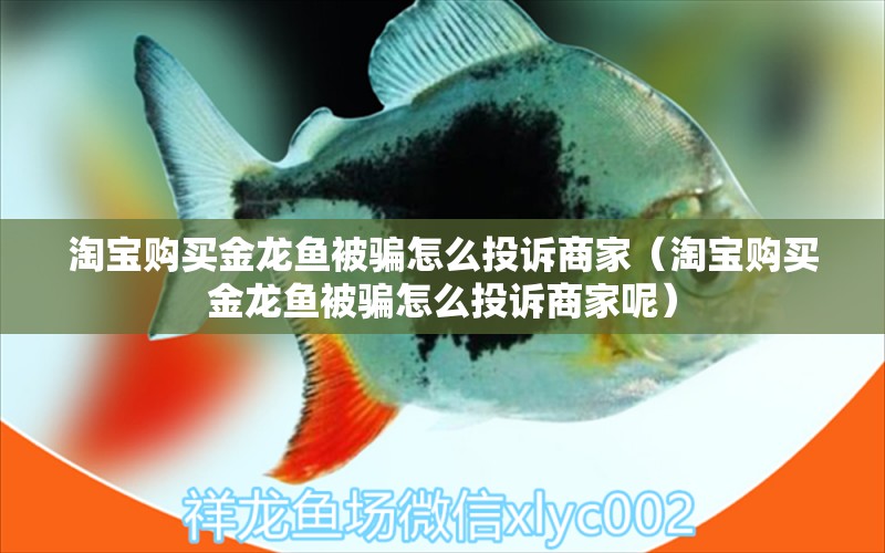 淘寶購買金龍魚被騙怎么投訴商家（淘寶購買金龍魚被騙怎么投訴商家呢）