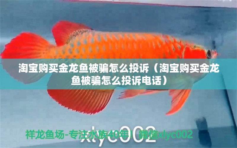 淘寶購買金龍魚被騙怎么投訴（淘寶購買金龍魚被騙怎么投訴電話）