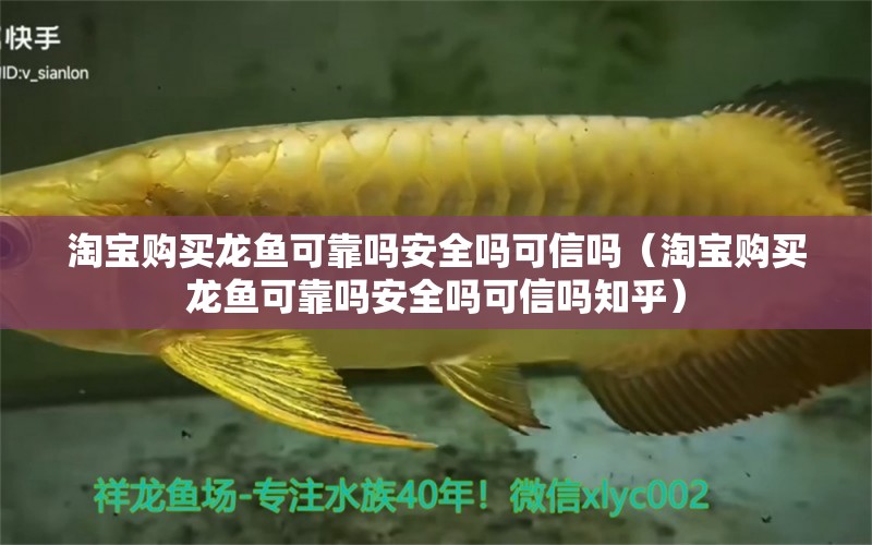 淘寶購買龍魚可靠嗎安全嗎可信嗎（淘寶購買龍魚可靠嗎安全嗎可信嗎知乎）