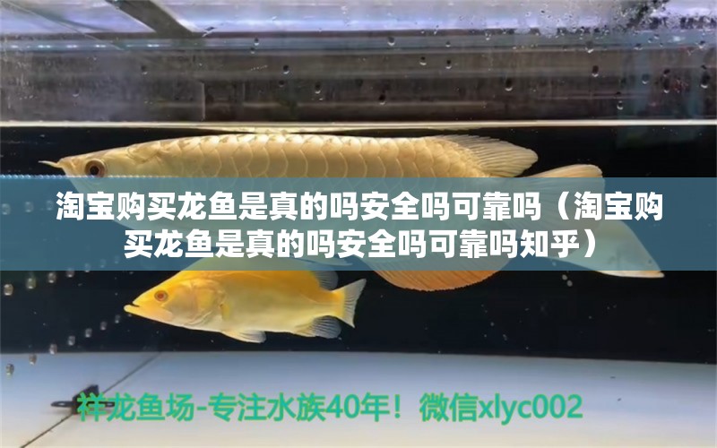 淘寶購買龍魚是真的嗎安全嗎可靠嗎（淘寶購買龍魚是真的嗎安全嗎可靠嗎知乎）