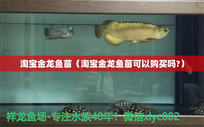 淘寶金龍魚苗（淘寶金龍魚苗可以購買嗎?）