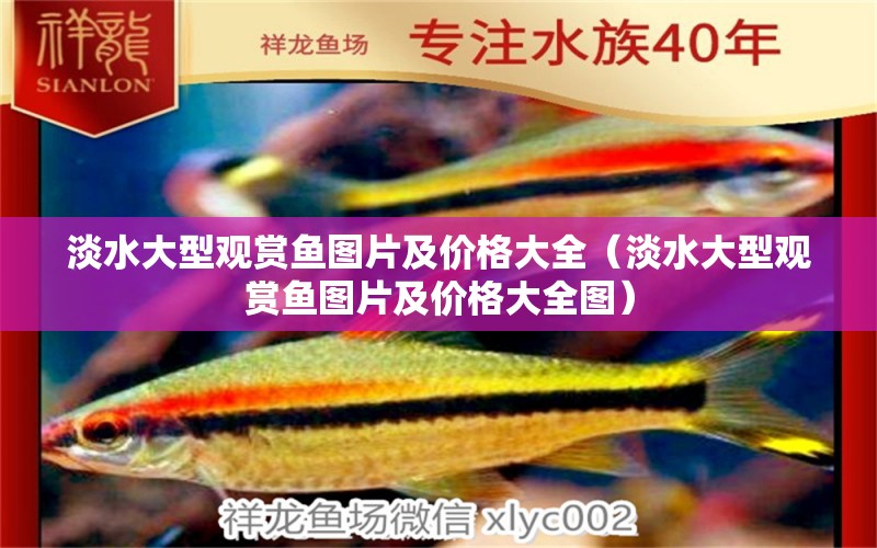 淡水大型觀賞魚圖片及價格大全（淡水大型觀賞魚圖片及價格大全圖）