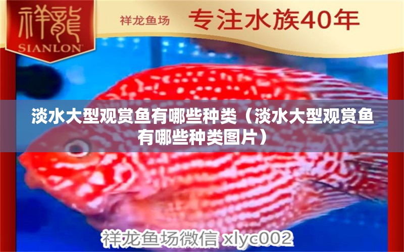 淡水大型觀賞魚(yú)有哪些種類(lèi)（淡水大型觀賞魚(yú)有哪些種類(lèi)圖片） 祥龍水族醫(yī)院