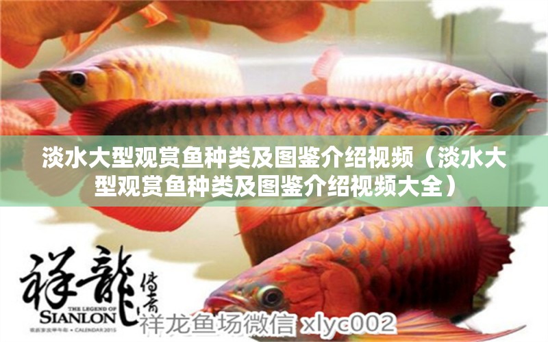 淡水大型觀賞魚種類及圖鑒介紹視頻（淡水大型觀賞魚種類及圖鑒介紹視頻大全） 帝王三間魚