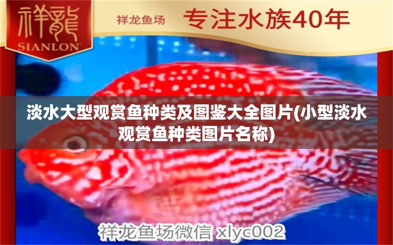 淡水大型觀賞魚種類及圖鑒大全圖片(小型淡水觀賞魚種類圖片名稱) 綠皮皇冠豹魚