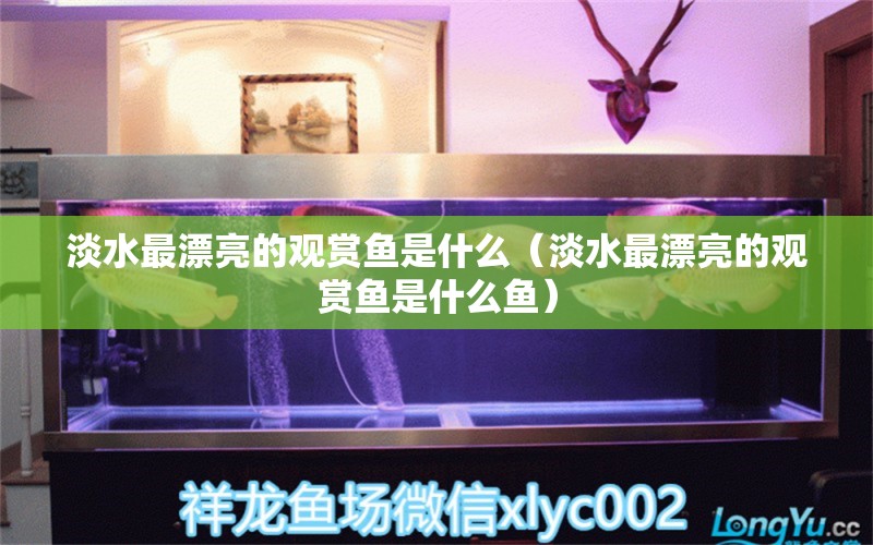 淡水最漂亮的觀賞魚是什么（淡水最漂亮的觀賞魚是什么魚）