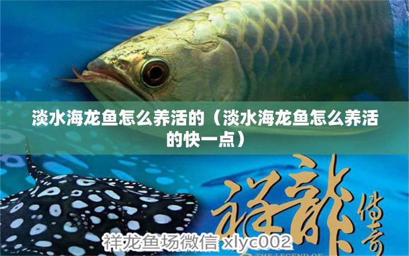 淡水海龍魚(yú)怎么養(yǎng)活的（淡水海龍魚(yú)怎么養(yǎng)活的快一點(diǎn)） 廣州觀賞魚(yú)批發(fā)市場(chǎng)