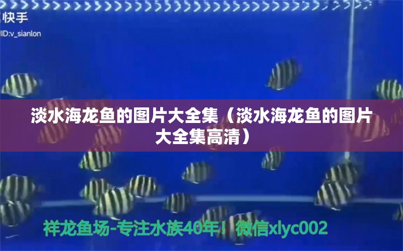 淡水海龍魚的圖片大全集（淡水海龍魚的圖片大全集高清）