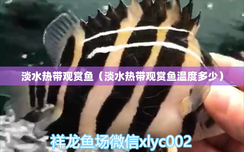 淡水熱帶觀賞魚（淡水熱帶觀賞魚溫度多少） 廣州觀賞魚批發(fā)市場