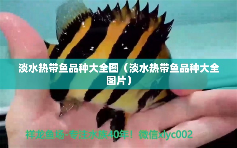 淡水熱帶魚品種大全圖（淡水熱帶魚品種大全圖片）