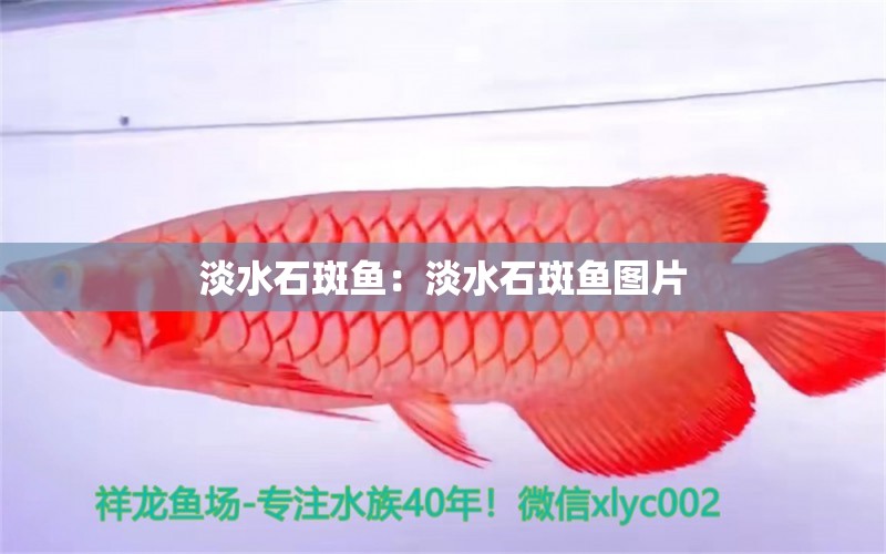 淡水石斑魚：淡水石斑魚圖片