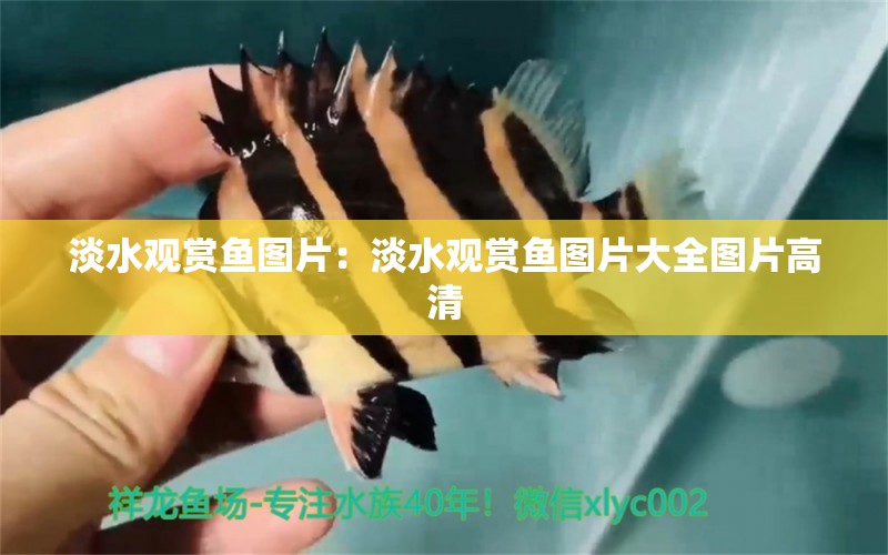 淡水觀賞魚圖片：淡水觀賞魚圖片大全圖片高清