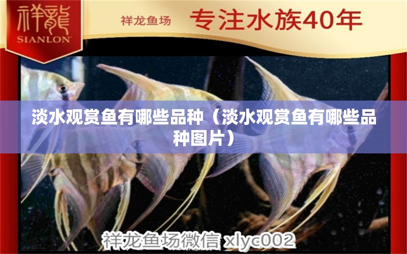 淡水觀賞魚(yú)有哪些品種（淡水觀賞魚(yú)有哪些品種圖片） 野彩魚(yú)