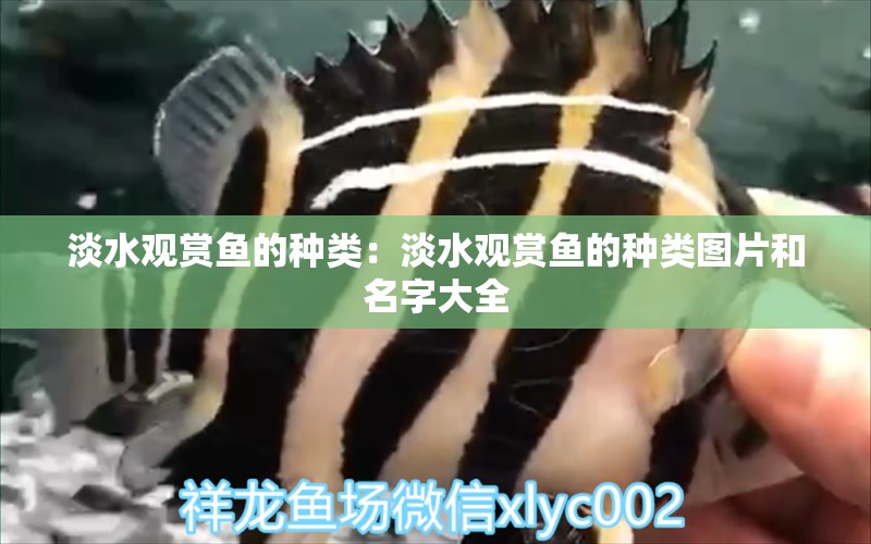 淡水觀賞魚的種類：淡水觀賞魚的種類圖片和名字大全 元寶鳳凰魚