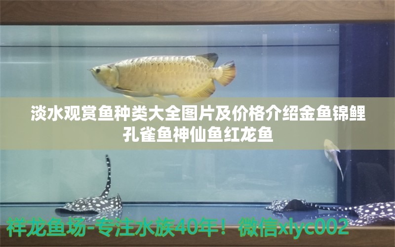 淡水觀賞魚種類大全圖片及價(jià)格介紹金魚錦鯉孔雀魚神仙魚紅龍魚