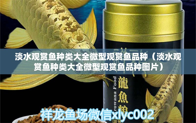 淡水觀賞魚種類大全微型觀賞魚品種（淡水觀賞魚種類大全微型觀賞魚品種圖片）