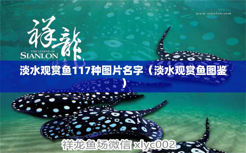 淡水觀賞魚117種圖片名字（淡水觀賞魚圖鑒） 祥龍水族醫(yī)院