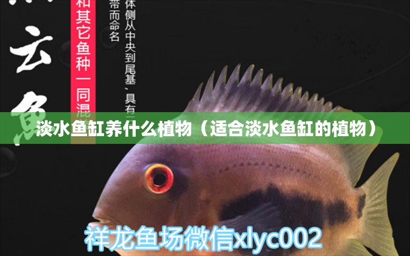 淡水魚(yú)缸養(yǎng)什么植物（適合淡水魚(yú)缸的植物） 魚(yú)缸百科 第2張