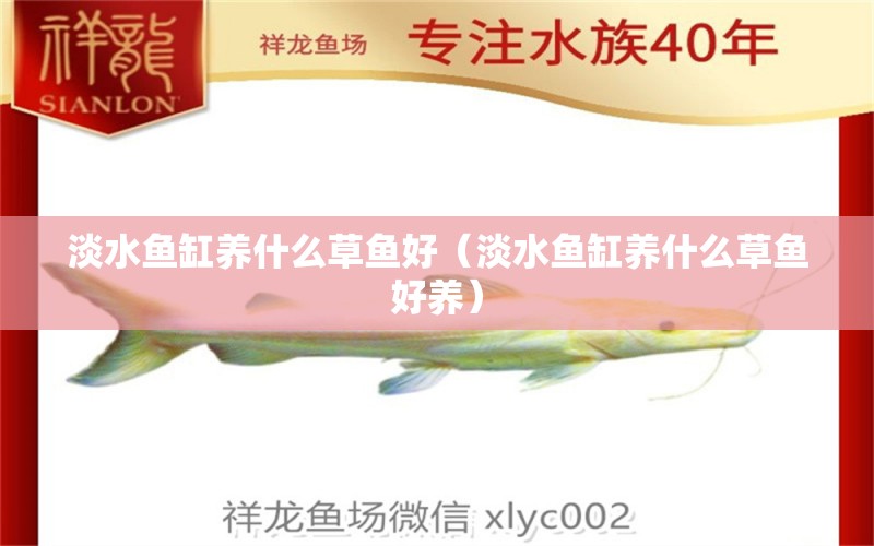 淡水魚缸養(yǎng)什么草魚好（淡水魚缸養(yǎng)什么草魚好養(yǎng)）