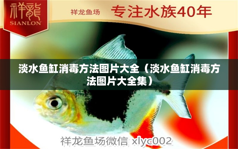 淡水魚缸消毒方法圖片大全（淡水魚缸消毒方法圖片大全集）