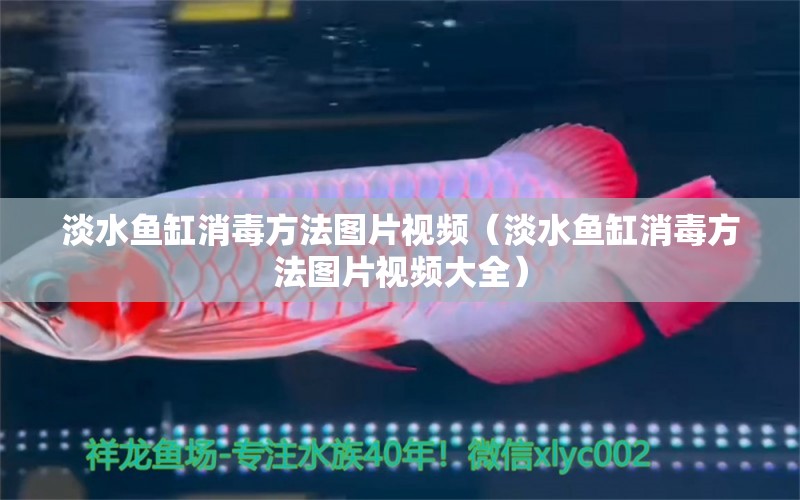 淡水魚(yú)缸消毒方法圖片視頻（淡水魚(yú)缸消毒方法圖片視頻大全）