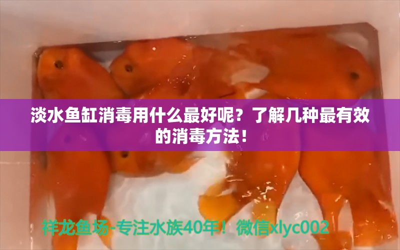 淡水魚缸消毒用什么最好呢？了解幾種最有效的消毒方法！ 觀賞魚水族批發(fā)市場