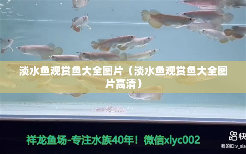 淡水魚(yú)觀賞魚(yú)大全圖片（淡水魚(yú)觀賞魚(yú)大全圖片高清） 未命名