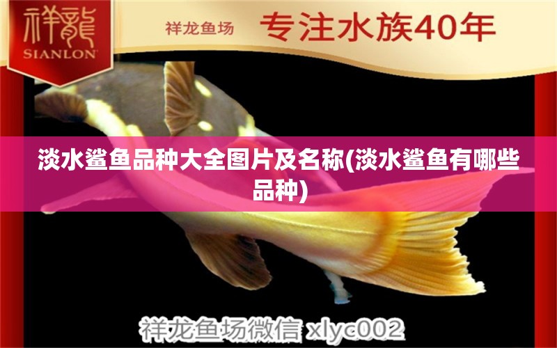 淡水鯊魚品種大全圖片及名稱(淡水鯊魚有哪些品種) 飛鳳魚