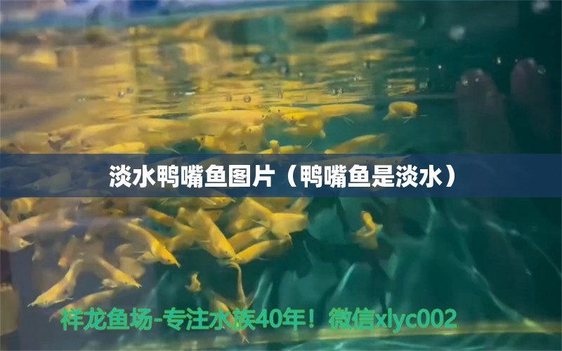 淡水鴨嘴魚圖片（鴨嘴魚是淡水）