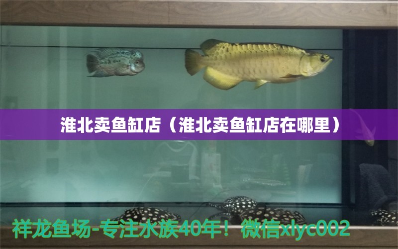 淮北賣(mài)魚(yú)缸店（淮北賣(mài)魚(yú)缸店在哪里） 觀賞魚(yú)市場(chǎng)（混養(yǎng)魚(yú)）