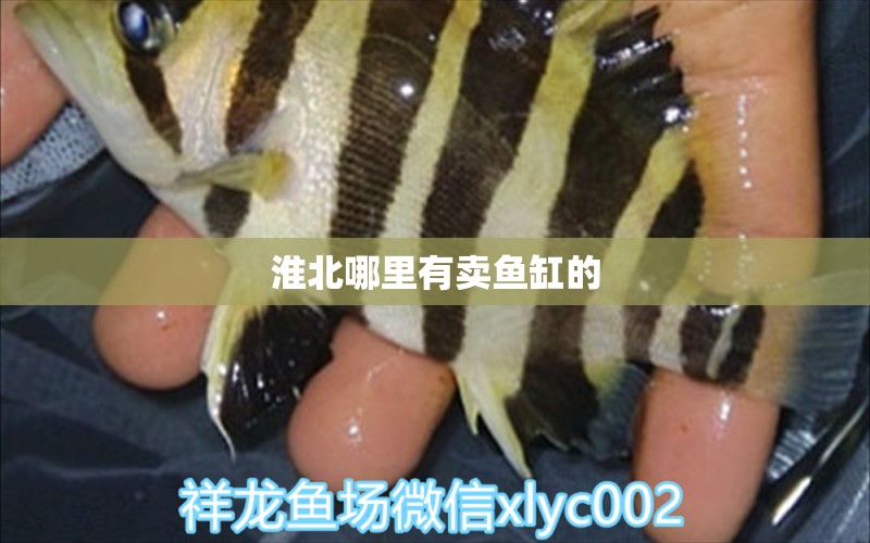 淮北哪里有賣(mài)魚(yú)缸的 其他品牌魚(yú)缸