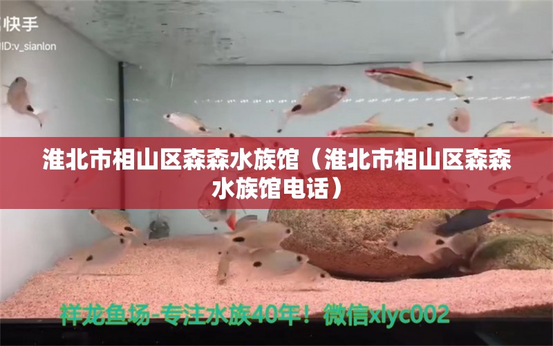 淮北市相山區(qū)森森水族館（淮北市相山區(qū)森森水族館電話）