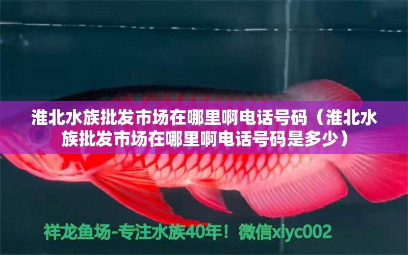 淮北水族批發(fā)市場(chǎng)在哪里啊電話號(hào)碼（淮北水族批發(fā)市場(chǎng)在哪里啊電話號(hào)碼是多少）