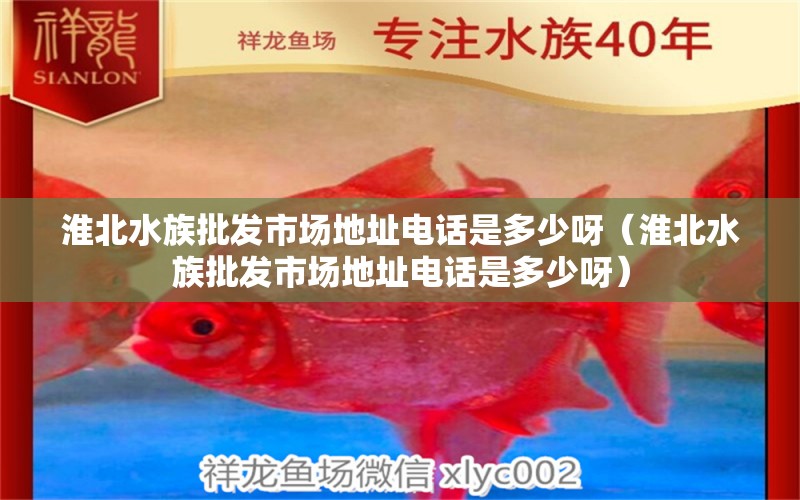 淮北水族批發(fā)市場地址電話是多少呀（淮北水族批發(fā)市場地址電話是多少呀） 觀賞魚水族批發(fā)市場