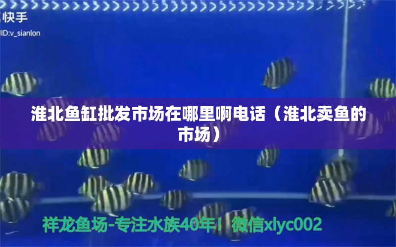 淮北魚(yú)缸批發(fā)市場(chǎng)在哪里啊電話（淮北賣(mài)魚(yú)的市場(chǎng)）