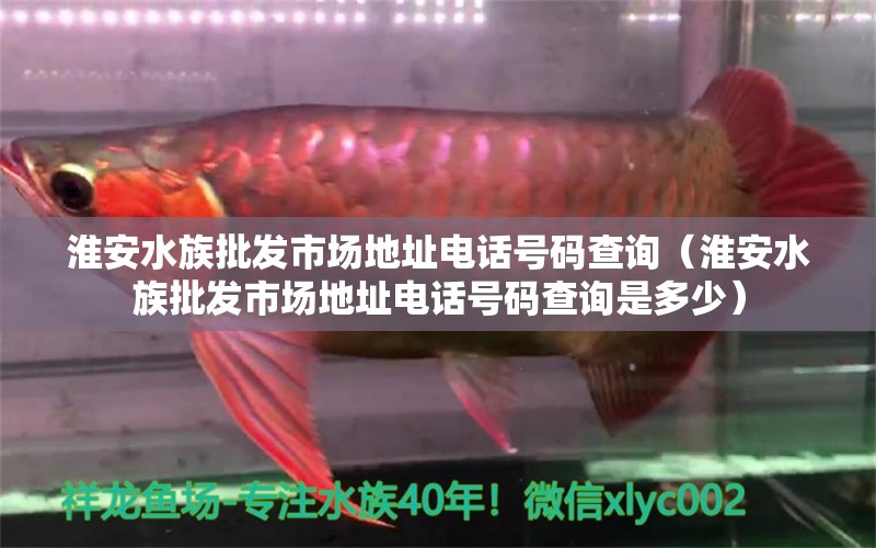 淮安水族批發(fā)市場(chǎng)地址電話號(hào)碼查詢（淮安水族批發(fā)市場(chǎng)地址電話號(hào)碼查詢是多少） 觀賞魚水族批發(fā)市場(chǎng)