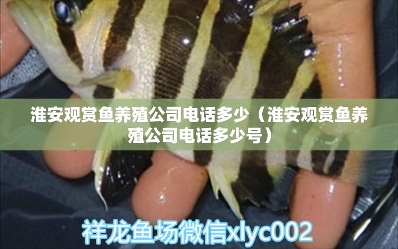 淮安觀賞魚養(yǎng)殖公司電話多少（淮安觀賞魚養(yǎng)殖公司電話多少號）