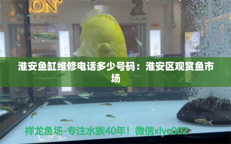 淮安魚缸維修電話多少號碼：淮安區(qū)觀賞魚市場 觀賞魚市場（混養(yǎng)魚）