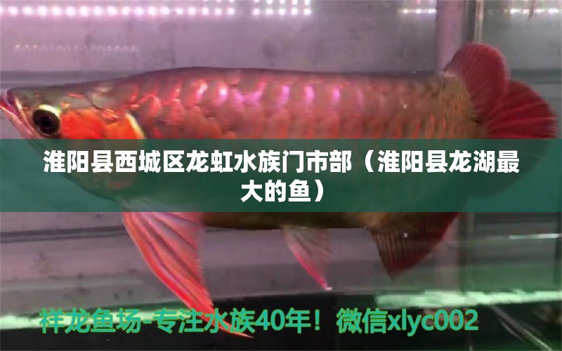 淮陽(yáng)縣西城區(qū)龍虹水族門(mén)市部（淮陽(yáng)縣龍湖最大的魚(yú)） 全國(guó)水族館企業(yè)名錄