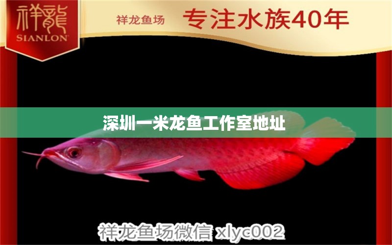 深圳一米龍魚工作室地址  錦鯉魚百科 第1張