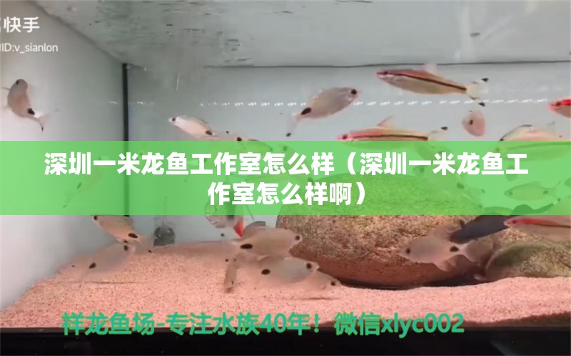 深圳一米龍魚工作室怎么樣（深圳一米龍魚工作室怎么樣?。?慈雕魚