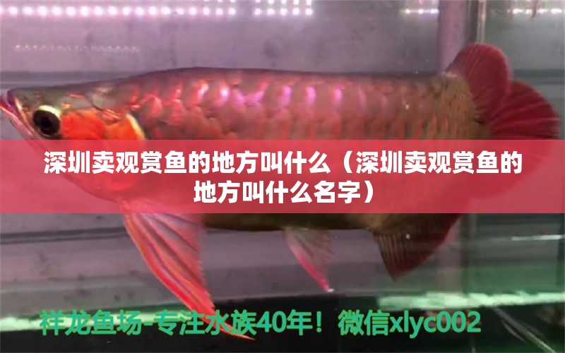 深圳賣觀賞魚的地方叫什么（深圳賣觀賞魚的地方叫什么名字）