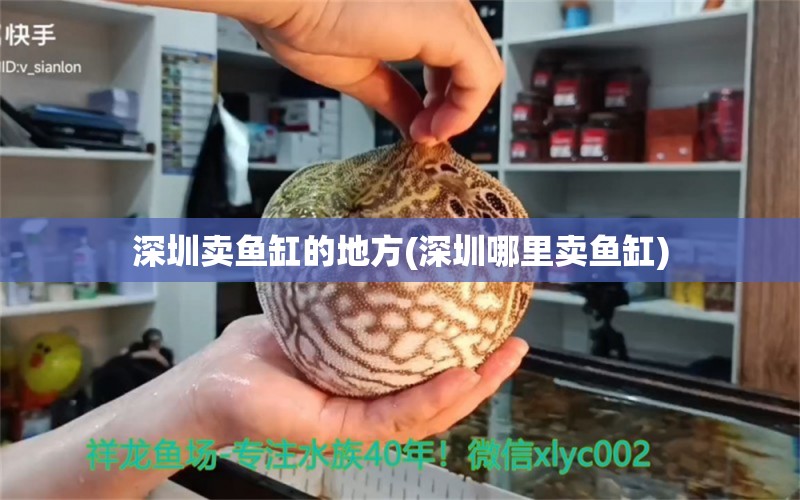 深圳賣魚缸的地方(深圳哪里賣魚缸) 綠皮辣椒小紅龍