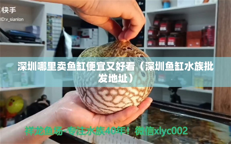 深圳哪里賣魚缸便宜又好看（深圳魚缸水族批發(fā)地址） 蝴蝶鯉