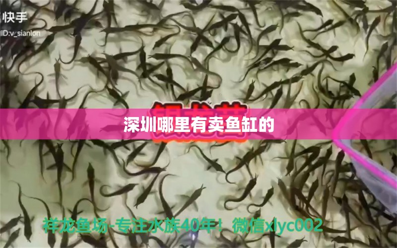 深圳哪里有賣魚缸的 養(yǎng)魚知識