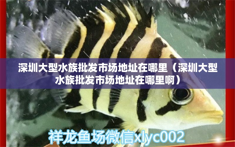 深圳大型水族批發(fā)市場(chǎng)地址在哪里（深圳大型水族批發(fā)市場(chǎng)地址在哪里?。? title=