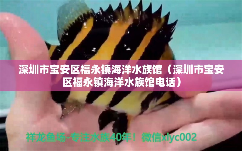 深圳市寶安區(qū)福永鎮(zhèn)海洋水族館（深圳市寶安區(qū)福永鎮(zhèn)海洋水族館電話）