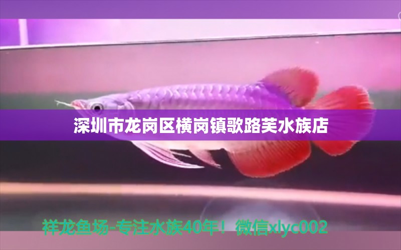 深圳市龍崗區(qū)橫崗鎮(zhèn)歌路芙水族店 全國(guó)水族館企業(yè)名錄