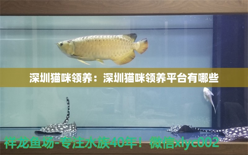 深圳貓咪領(lǐng)養(yǎng)：深圳貓咪領(lǐng)養(yǎng)平臺(tái)有哪些