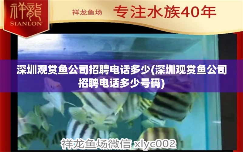 深圳觀賞魚公司招聘電話多少(深圳觀賞魚公司招聘電話多少號(hào)碼)